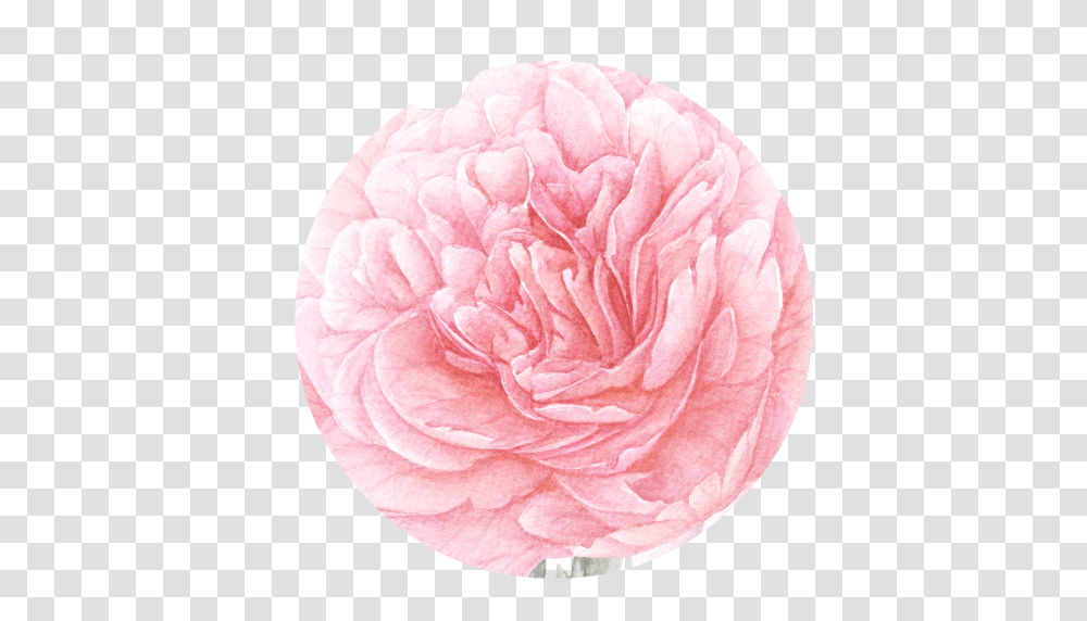 Peony Free 18523 Transparentpng Persian Buttercup, Plant, Rose, Flower, Blossom Transparent Png