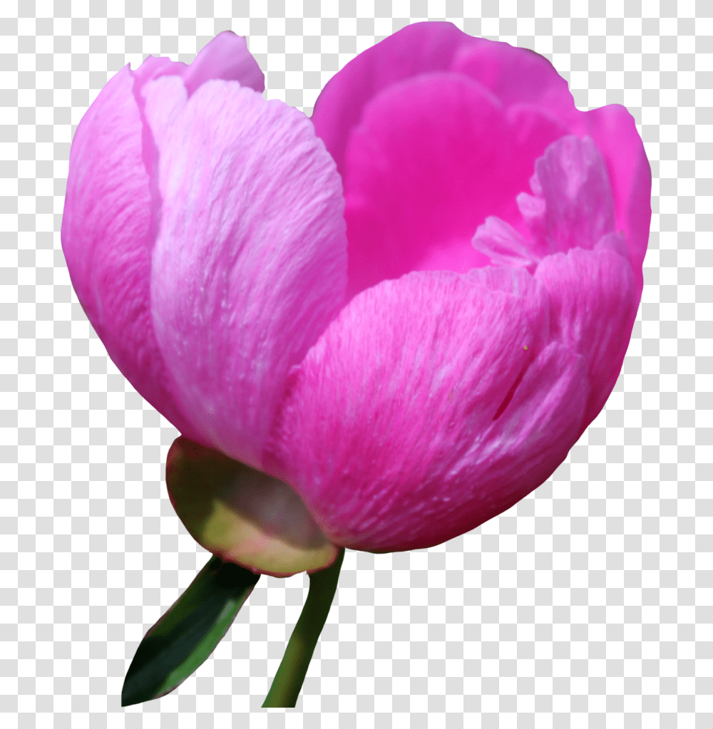 Peony Free For Designing Projects Wallpaper, Plant, Flower, Crocus, Petal Transparent Png