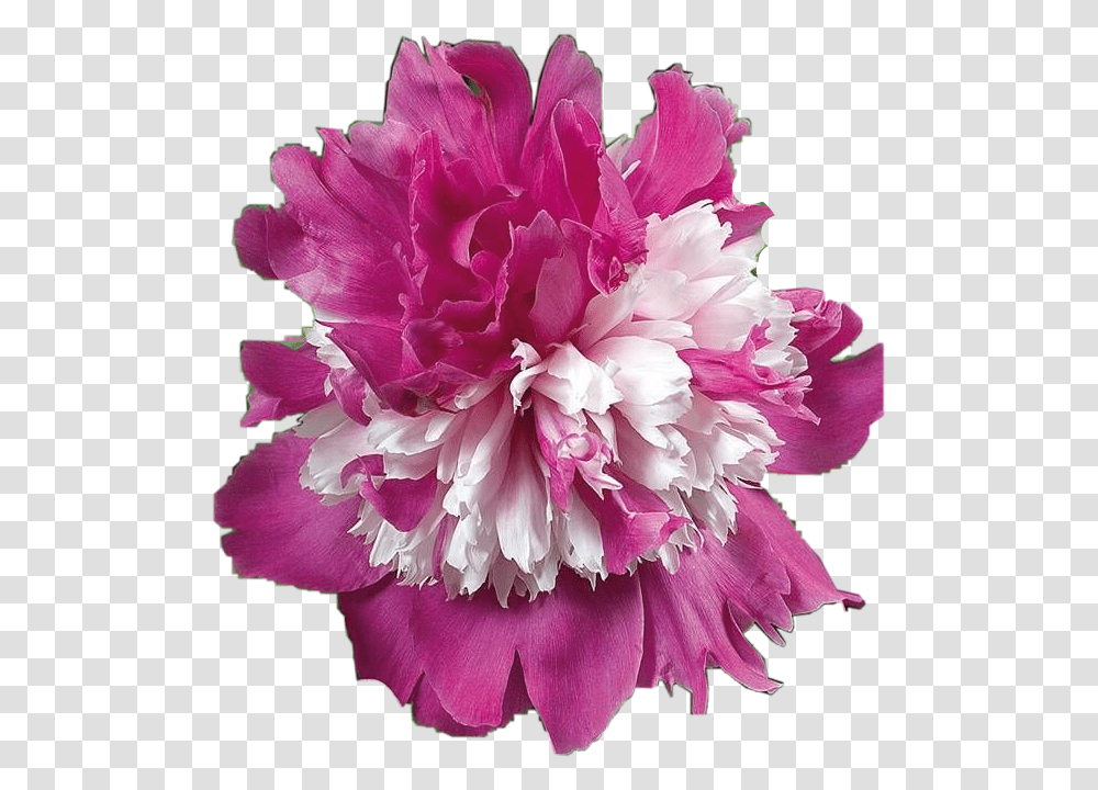 Peony Freetoedit Paeonia Celebrity, Plant, Flower, Blossom, Carnation Transparent Png