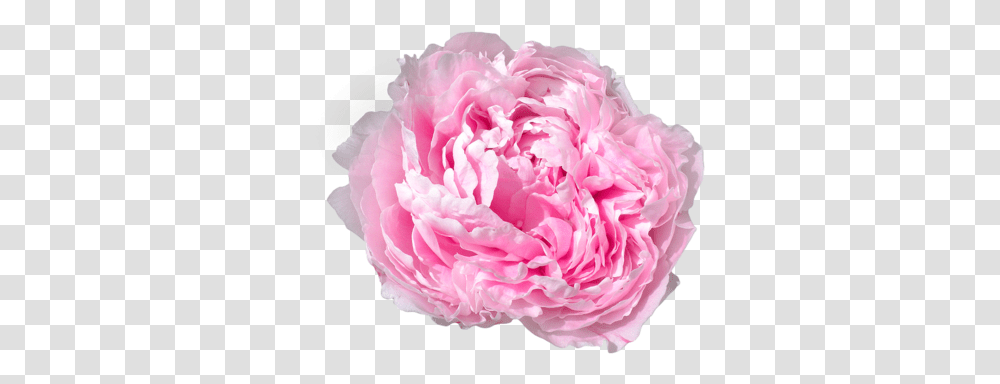 Peony Googleu200f On We Heart It Flower, Plant, Blossom, Rose, Carnation Transparent Png