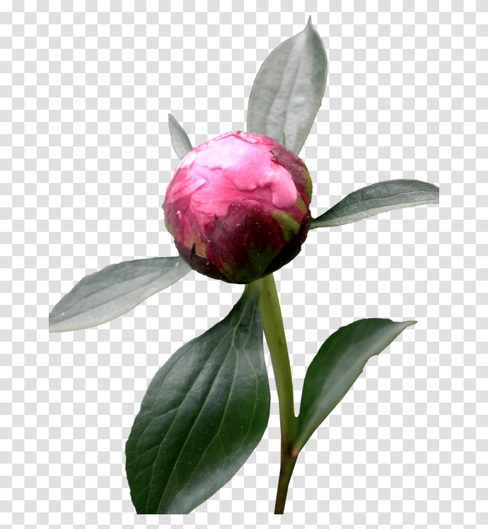 Peony Hd Vector Clipart, Plant, Flower, Blossom, Rose Transparent Png