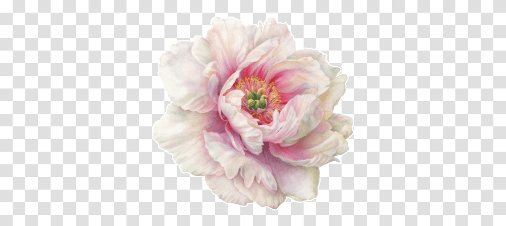 Peony Icon Single Peony Flower, Rose, Plant, Blossom, Petal Transparent Png