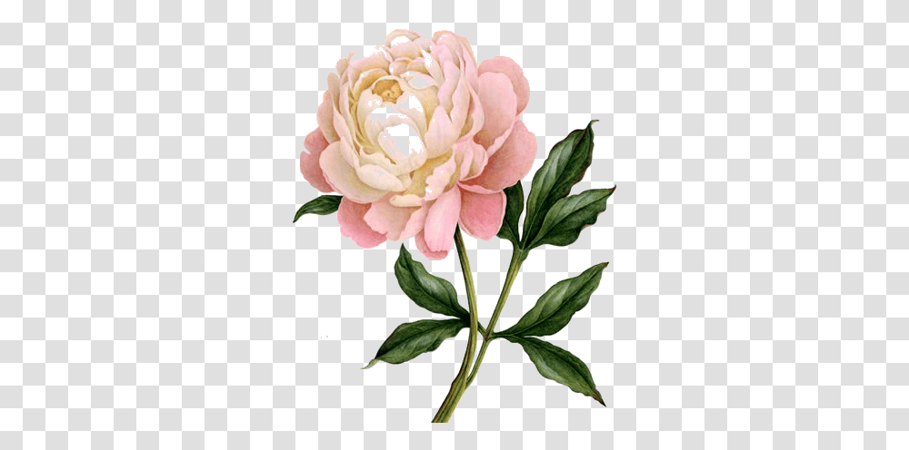 Peony Jpg Freeuse Stock Free Files Peony Clipart, Plant, Flower, Blossom, Rose Transparent Png