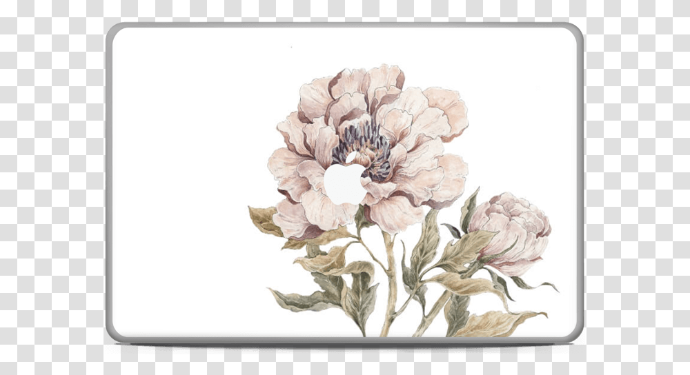 Peony Light Pink Skin Macbook Pro 17 Common Peony, Floral Design, Pattern Transparent Png