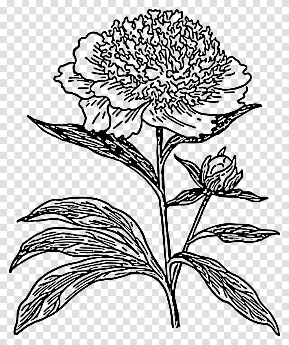 Peony Outline Black And White Peonies Clipart, Gray, World Of Warcraft Transparent Png