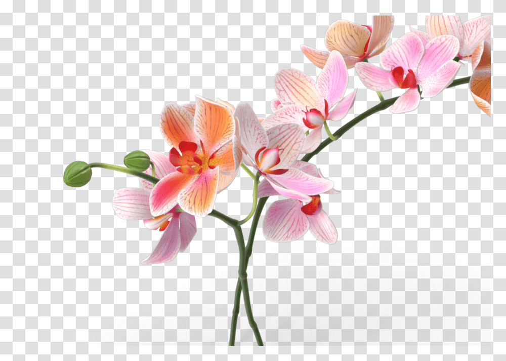 Peony Outline, Plant, Flower, Blossom, Orchid Transparent Png