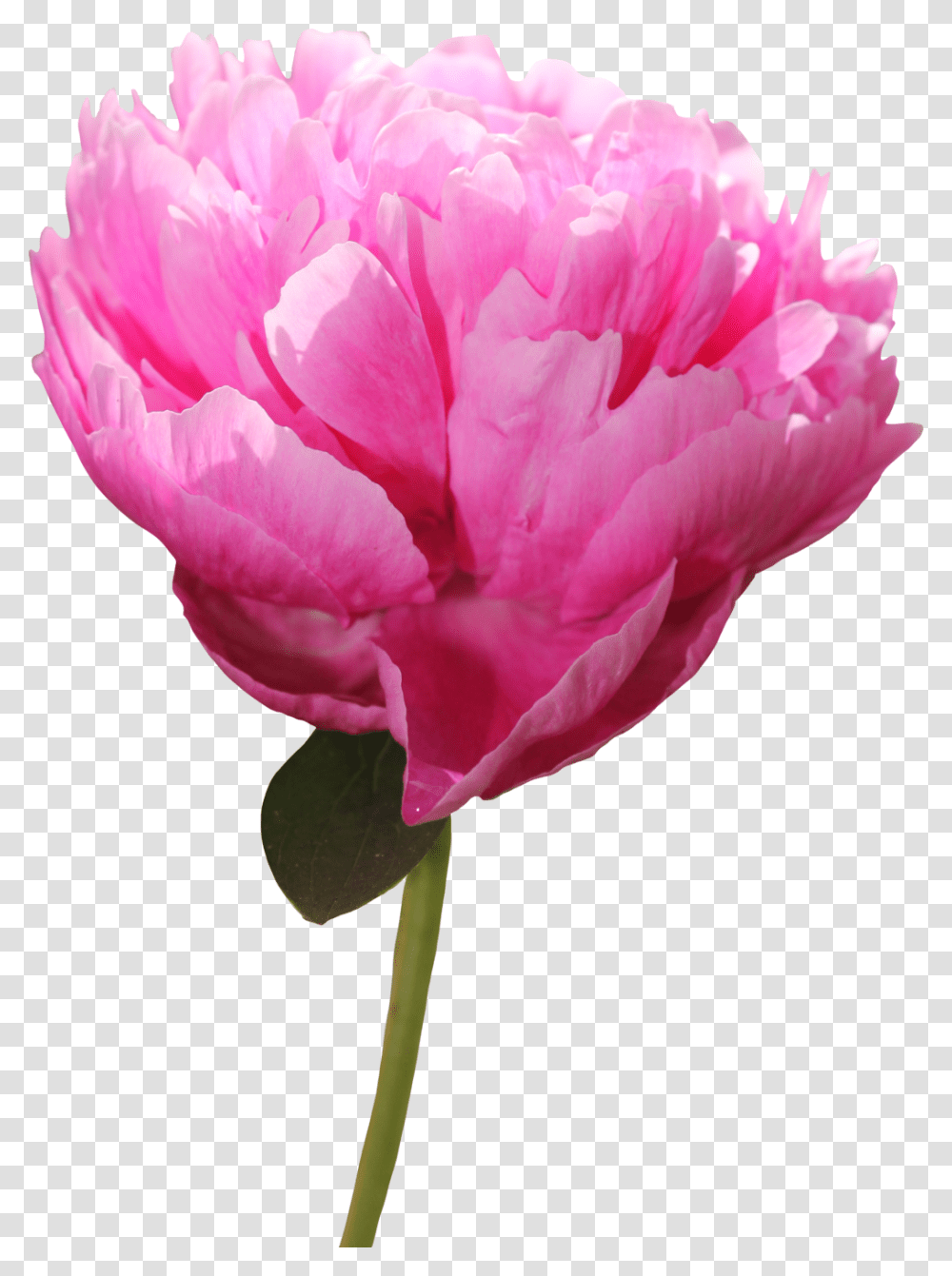 Peony Picture For Designing Purpose Peony, Plant, Flower, Blossom, Carnation Transparent Png