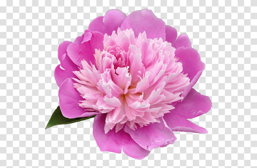 Peony Picture Peony, Plant, Flower, Blossom, Carnation Transparent Png