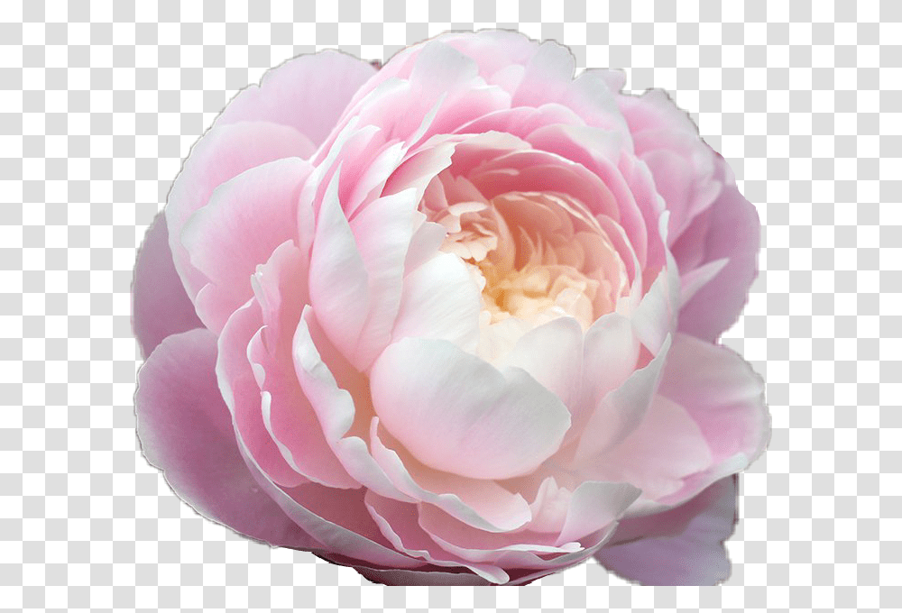 Peony Pink Tumblr Pastel Rose Pretty Aesthetic Flower, Plant, Blossom, Petal, Dahlia Transparent Png