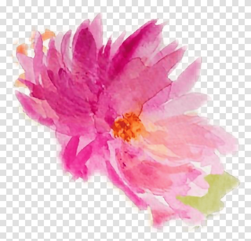 Peony, Plant, Flower, Blossom, Carnation Transparent Png