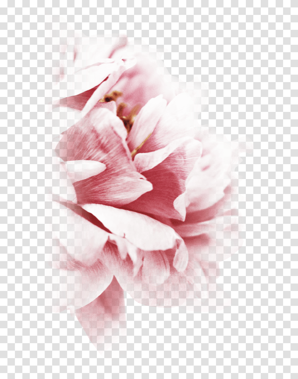 Peony, Plant, Flower, Blossom, Rose Transparent Png