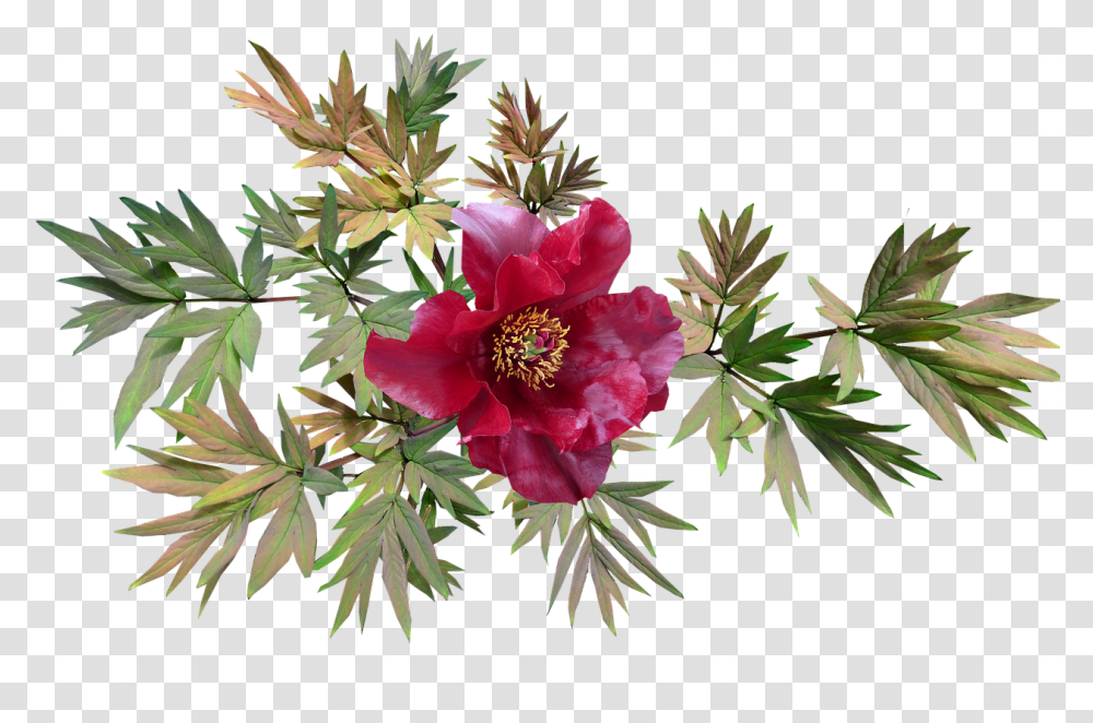 Peony Red Flower Free Picture Horse And Flowers, Plant, Petal, Bush, Vegetation Transparent Png
