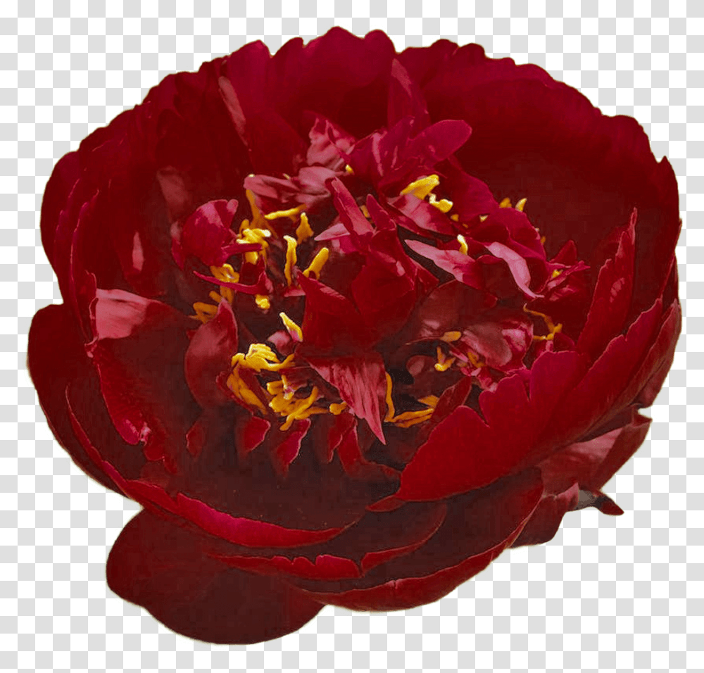 Peony, Rose, Flower, Plant, Blossom Transparent Png