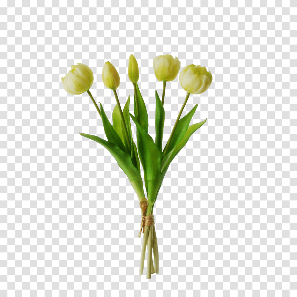 Peony Tulips In A Bundle Of With A Bud Cm White, Plant, Flower, Blossom, Petal Transparent Png