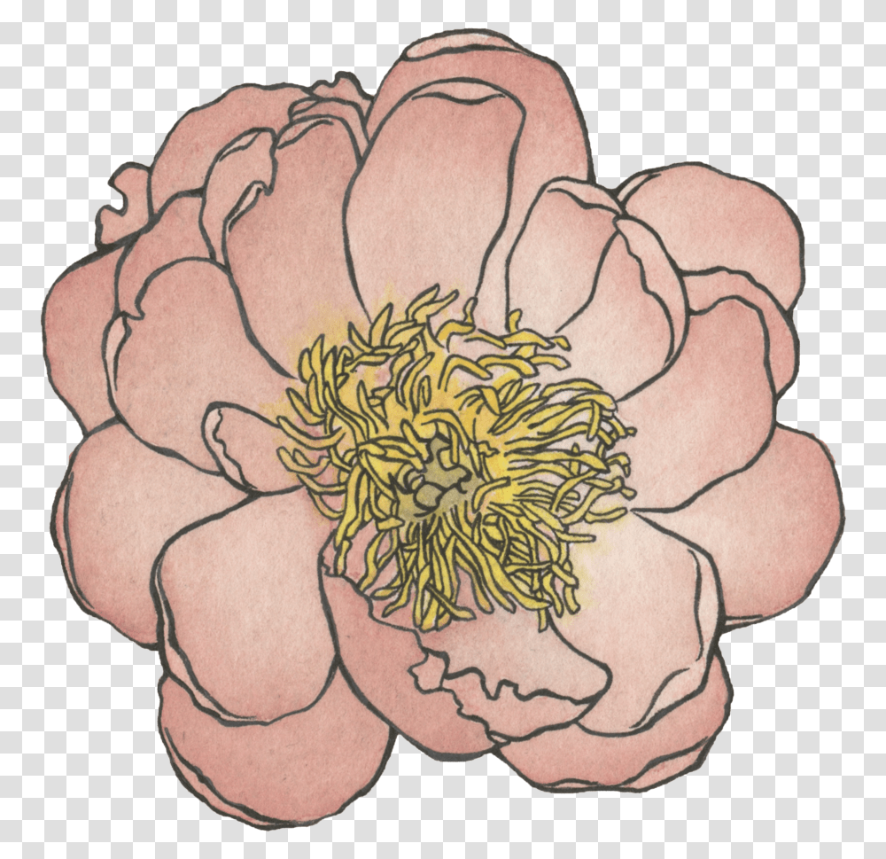 Peony Watercolor And Ink Download Common Zinnia, Plant, Tattoo, Pattern Transparent Png