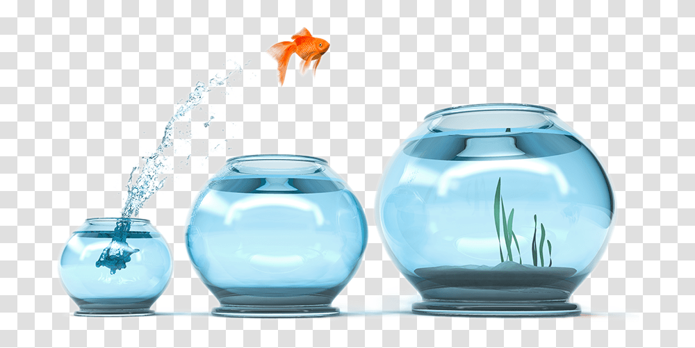 People Oriented, Goldfish, Animal, Mouse, Hardware Transparent Png