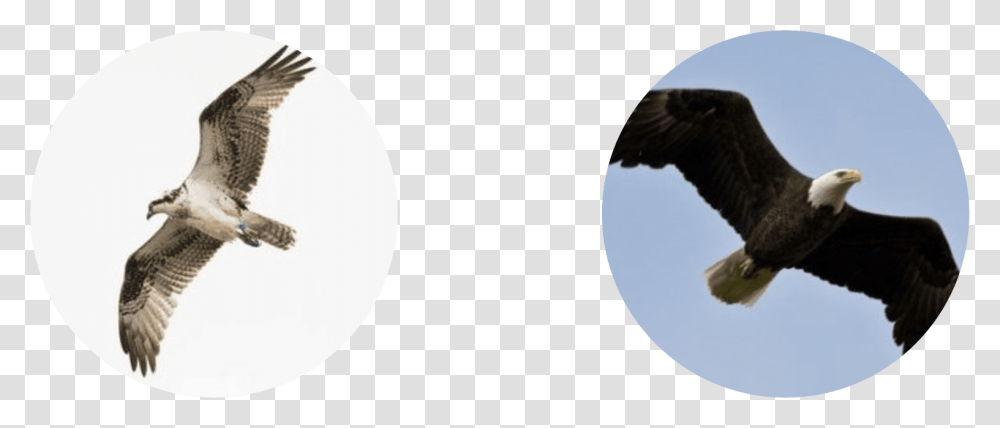 People Sometimes Confuse Ospreys With Eagles But The, Bird, Animal, Flying, Giant Panda Transparent Png