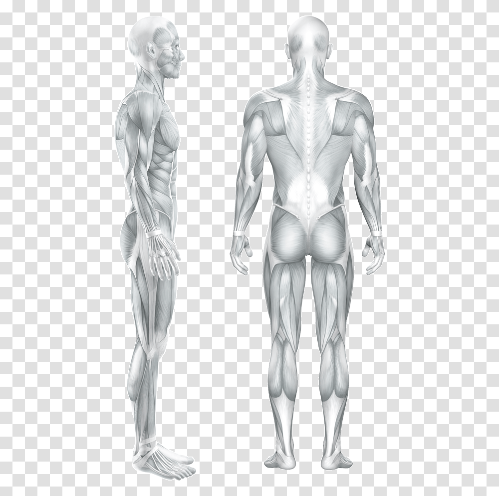 People Standing Back, Person, Human, X-Ray, Medical Imaging X-Ray Film Transparent Png