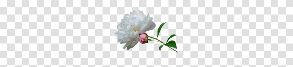 People Thousands Of Images With Backgrounds, Plant, Flower, Blossom, Peony Transparent Png