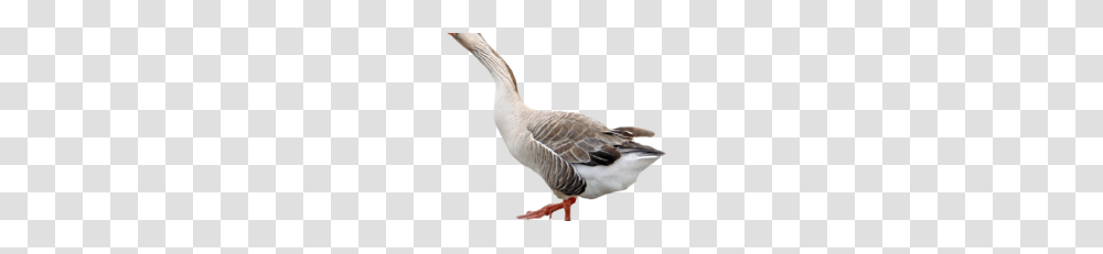 People Vector Clipart, Goose, Bird, Animal, Person Transparent Png