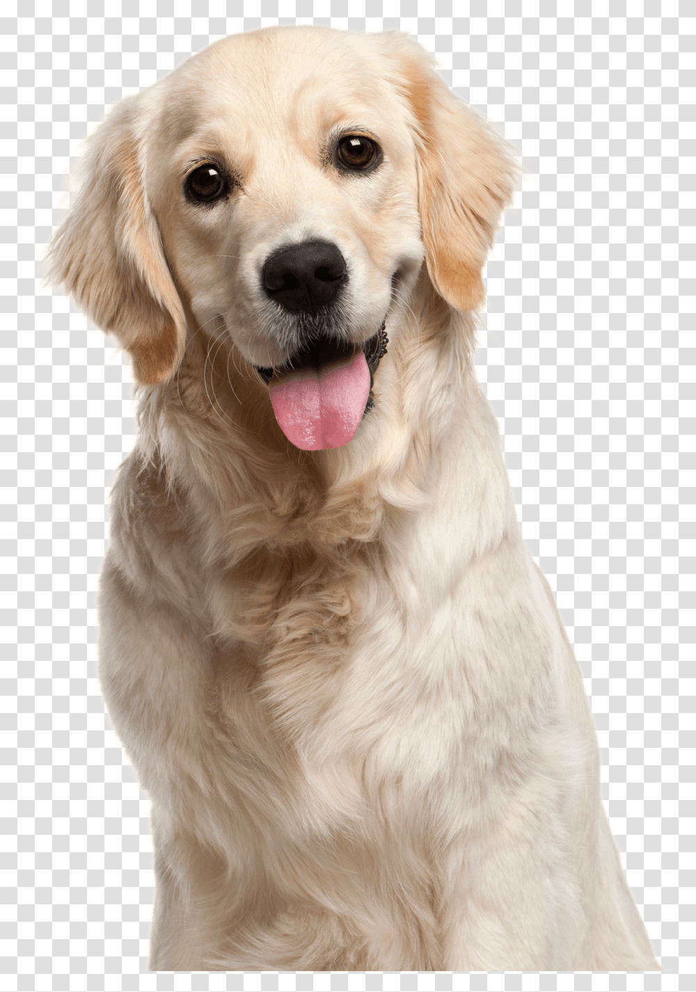 People Walking Dog Home Dog Golden Retriever 10 Months Old, Pet, Canine, Animal, Mammal Transparent Png