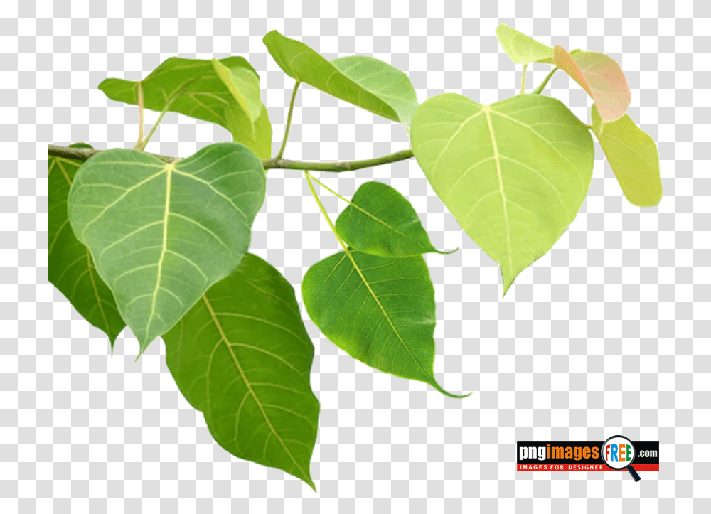 Pepal Tree Images Pngimagesfreecom Bo Leaf, Plant, Ivy, Tobacco Transparent Png
