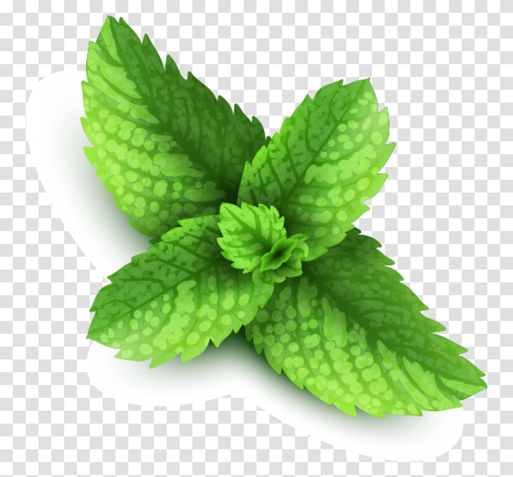 Pepermint Image Peppermint, Potted Plant, Vase, Jar, Pottery Transparent Png