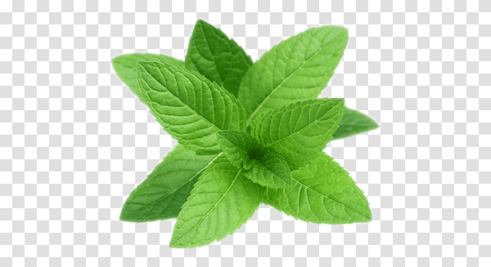 Pepermint Mint, Leaf, Plant, Potted Plant, Vase Transparent Png