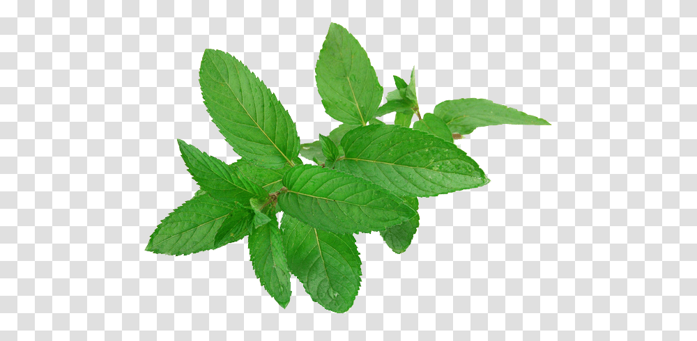 Pepermint Mint Leaves, Leaf, Plant, Potted Plant, Vase Transparent Png