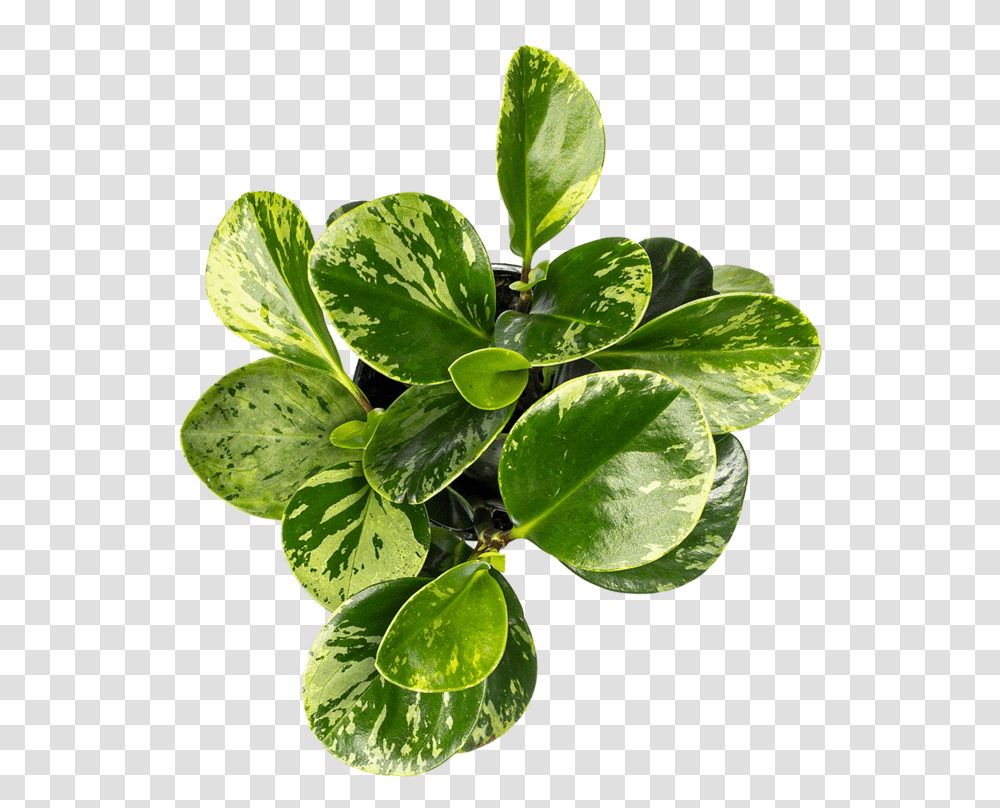 Peperomia Care Plant From Above, Leaf, Pineapple, Fruit, Food Transparent Png