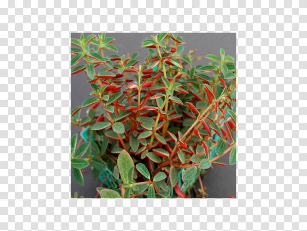Peperomia Rubella, Tree, Plant, Conifer, Bush Transparent Png