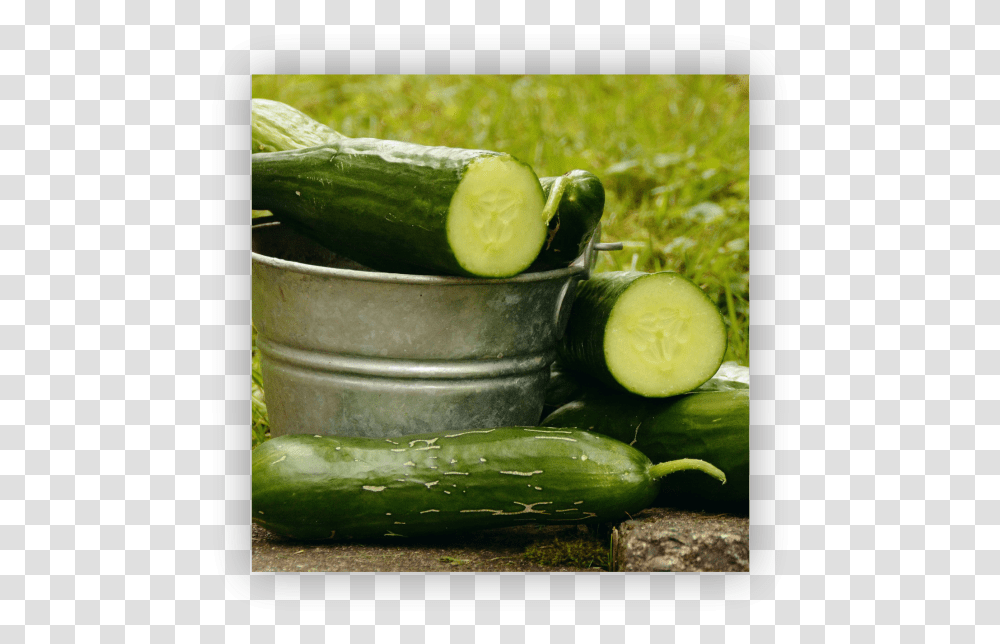 Pepino Cucumber 4k, Plant, Vegetable, Food, Produce Transparent Png