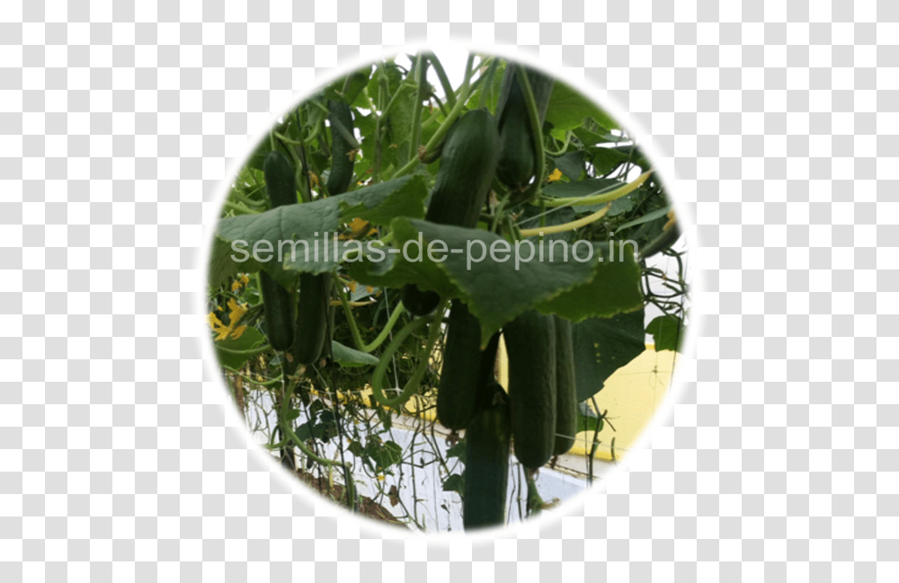Pepino Dish, Plant, Produce, Food, Vegetable Transparent Png