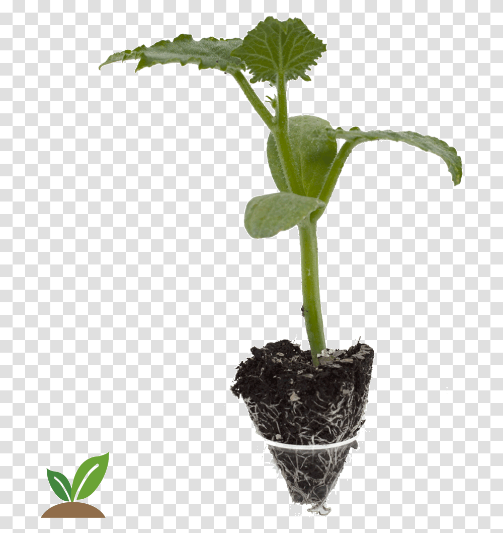 Pepino Edona Cepellon Grande Planta Del Pepino, Sprout, Bud, Flower, Blossom Transparent Png
