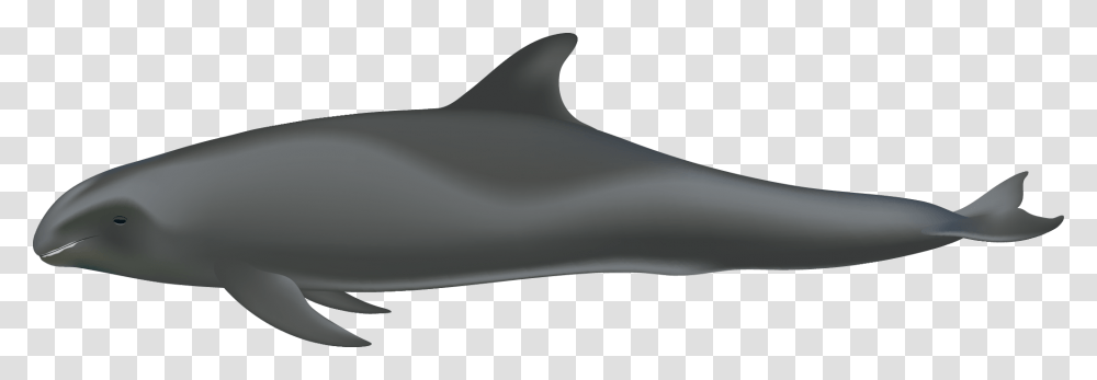 Peponocephala Electra Melon Headed Whale, Shark, Sea Life, Fish, Animal Transparent Png