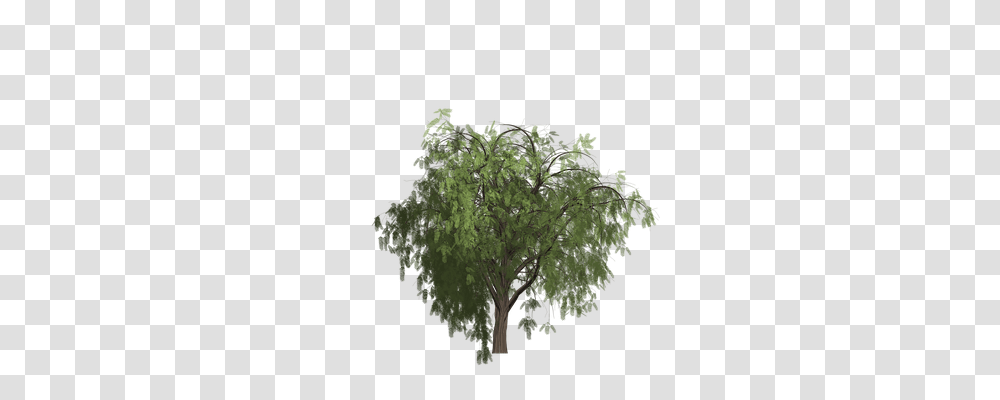 Pepper Nature, Plant, Tree, Potted Plant Transparent Png