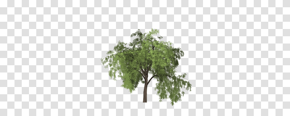 Pepper Nature, Tree, Plant, Cross Transparent Png