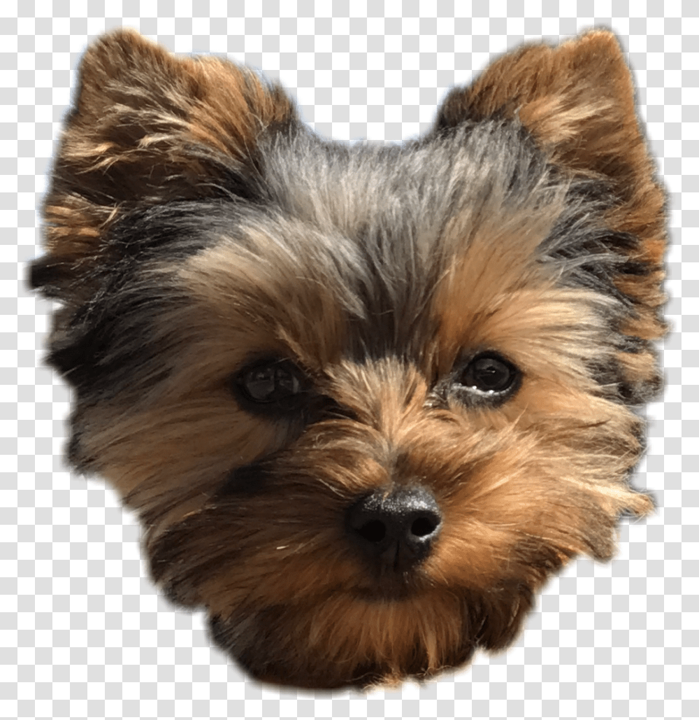 Pepper Dog Cute Puppy Yorkie Perro Freetoedit, Pet, Canine, Animal, Mammal Transparent Png