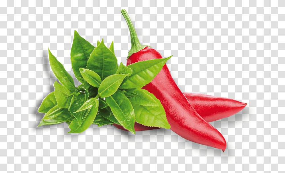 Pepper Plant, Vegetable, Food, Flower, Blossom Transparent Png