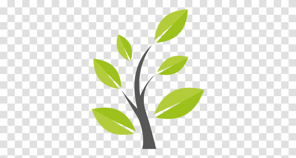 Pepper Tree, Leaf, Plant, Green, Graphics Transparent Png