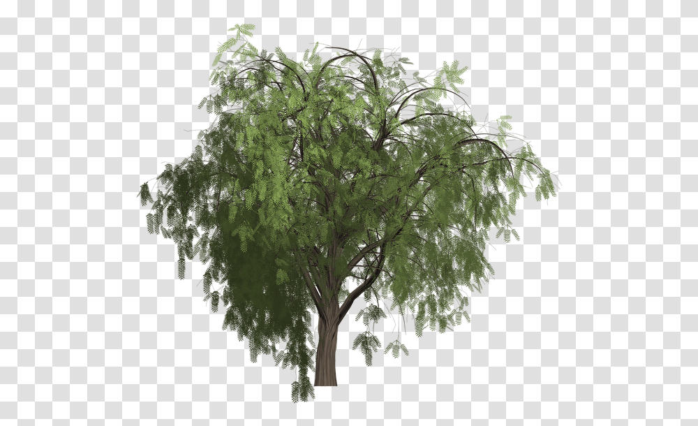Pepper Tree Painted Free Image On Pixabay Pepper Tree, Plant, Bush, Vegetation, Vase Transparent Png