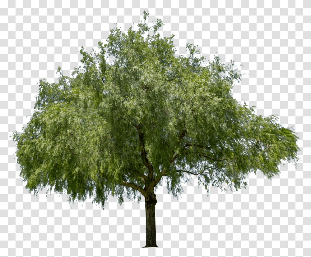 Peppercorn Tree, Plant, Willow, Tree Trunk, Oak Transparent Png