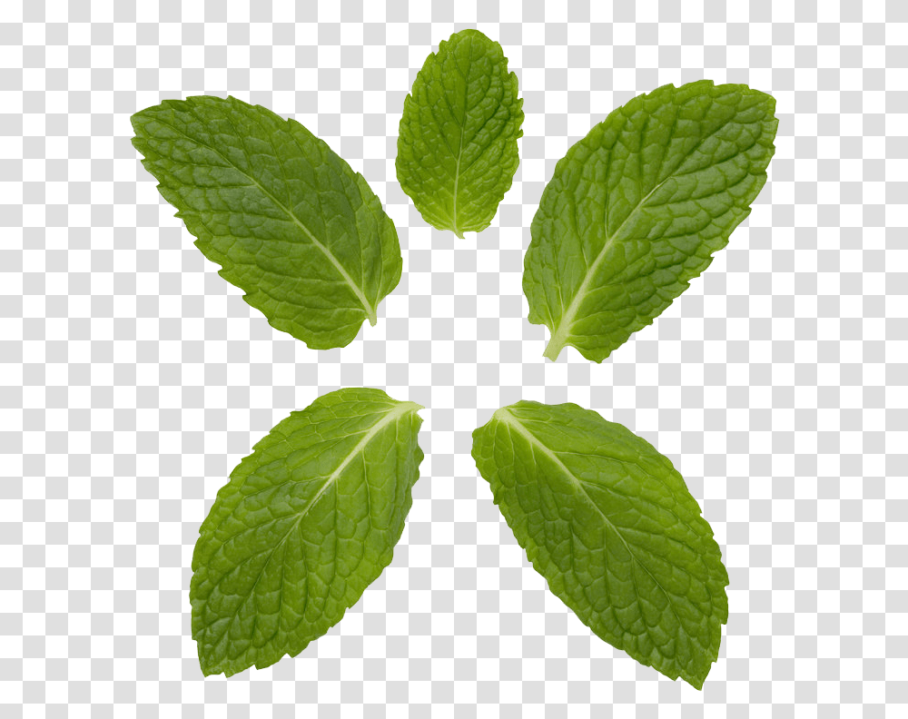 Peppermint Background Mint And Curry Leaf, Plant, Green, Veins, Potted Plant Transparent Png