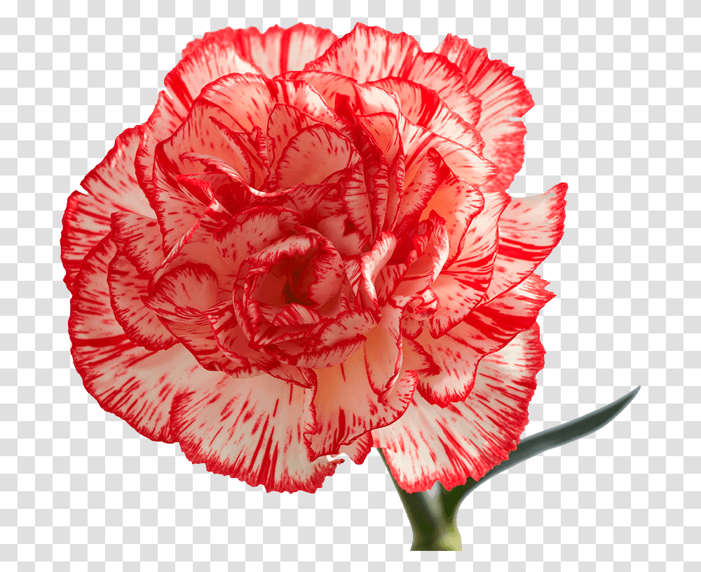 Peppermint Carnation Flowers Peppermint Carnations, Plant, Blossom, Rose Transparent Png