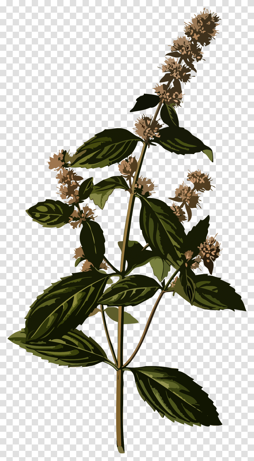 Peppermint Clipart Peppermint Botanical Illustration, Acanthaceae, Flower, Plant, Vase Transparent Png