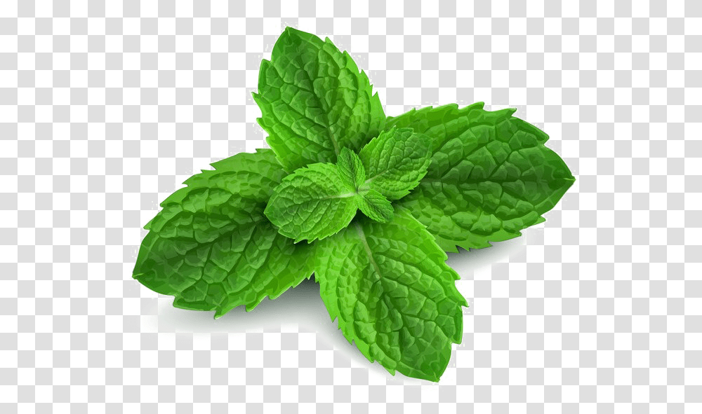 Peppermint Free Download Peppermint, Potted Plant, Vase, Jar, Pottery Transparent Png
