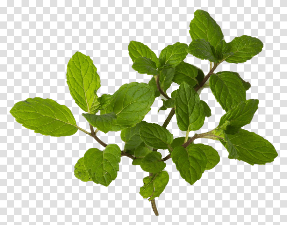 Peppermint Hd Quality Mint Clipart, Leaf, Plant, Potted Plant, Vase Transparent Png