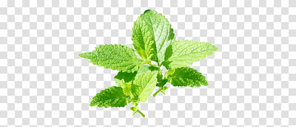 Peppermint Image Background Nepeta, Plant, Potted Plant, Vase, Jar Transparent Png