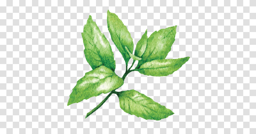 Peppermint Photo Arts, Leaf, Plant, Vase, Jar Transparent Png