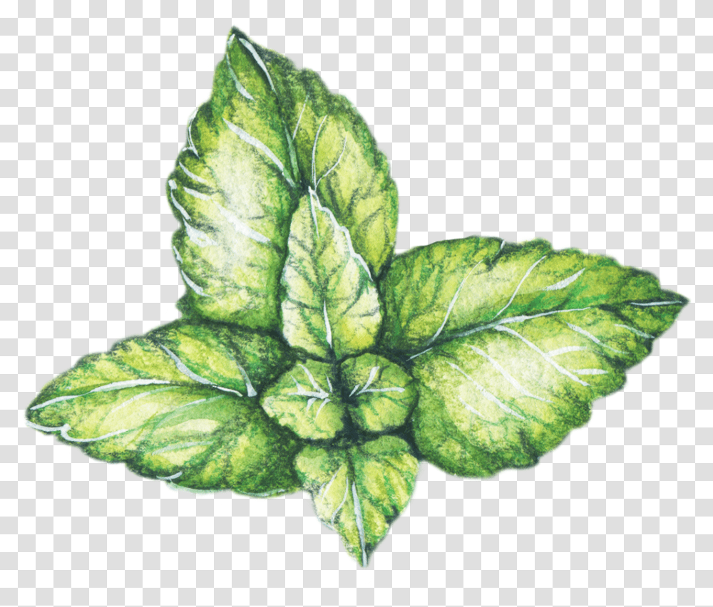 Peppermint Sketch, Leaf, Plant, Potted Plant, Vase Transparent Png